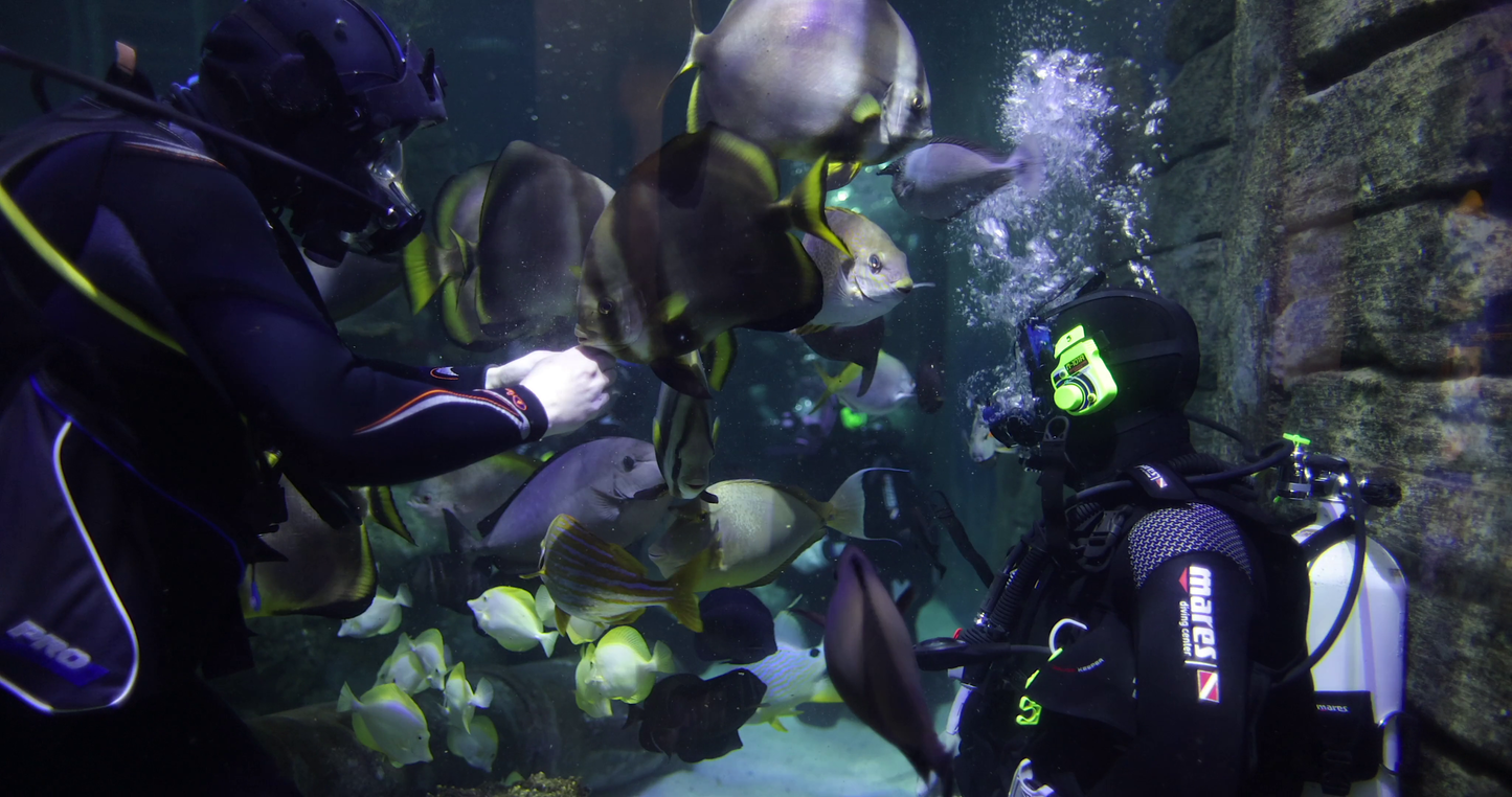 Shark Educational Dive Gift Experience