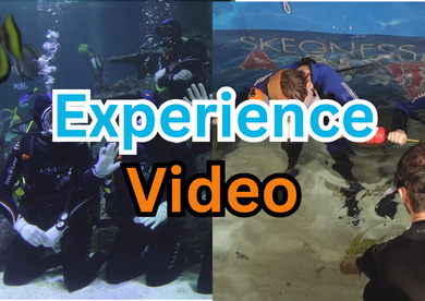 Shark Experience Video