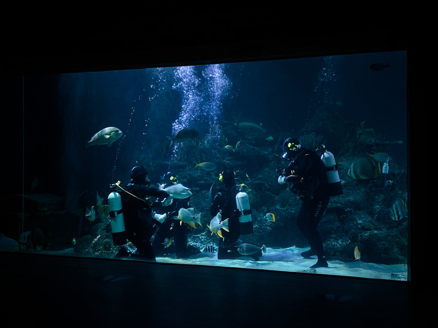 Shark Educational Dive Gift Experience