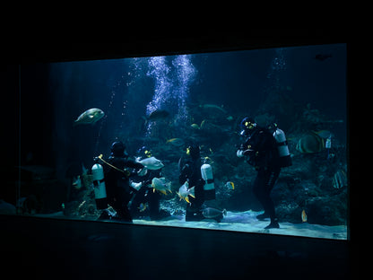 Shark Educational Dive Gift Experience