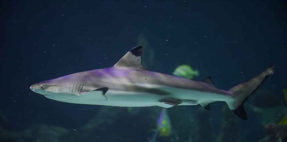 Shark Educational Dive Gift Experience