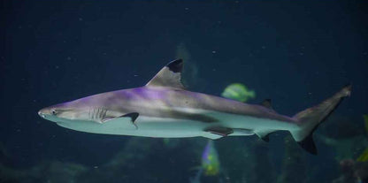 Shark Educational Dive Gift Experience