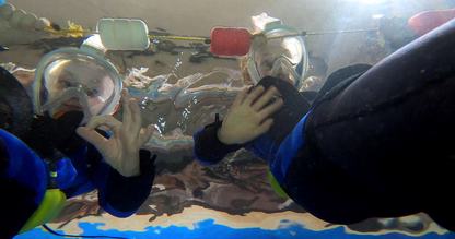 Shark Snorkelling Ranger Gift Experience