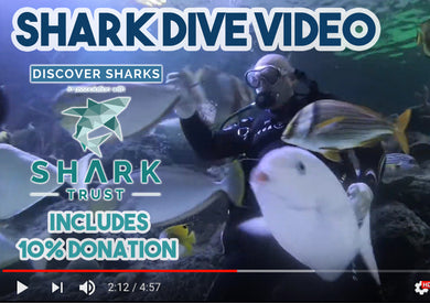 Educational Shark Dive Experience Video